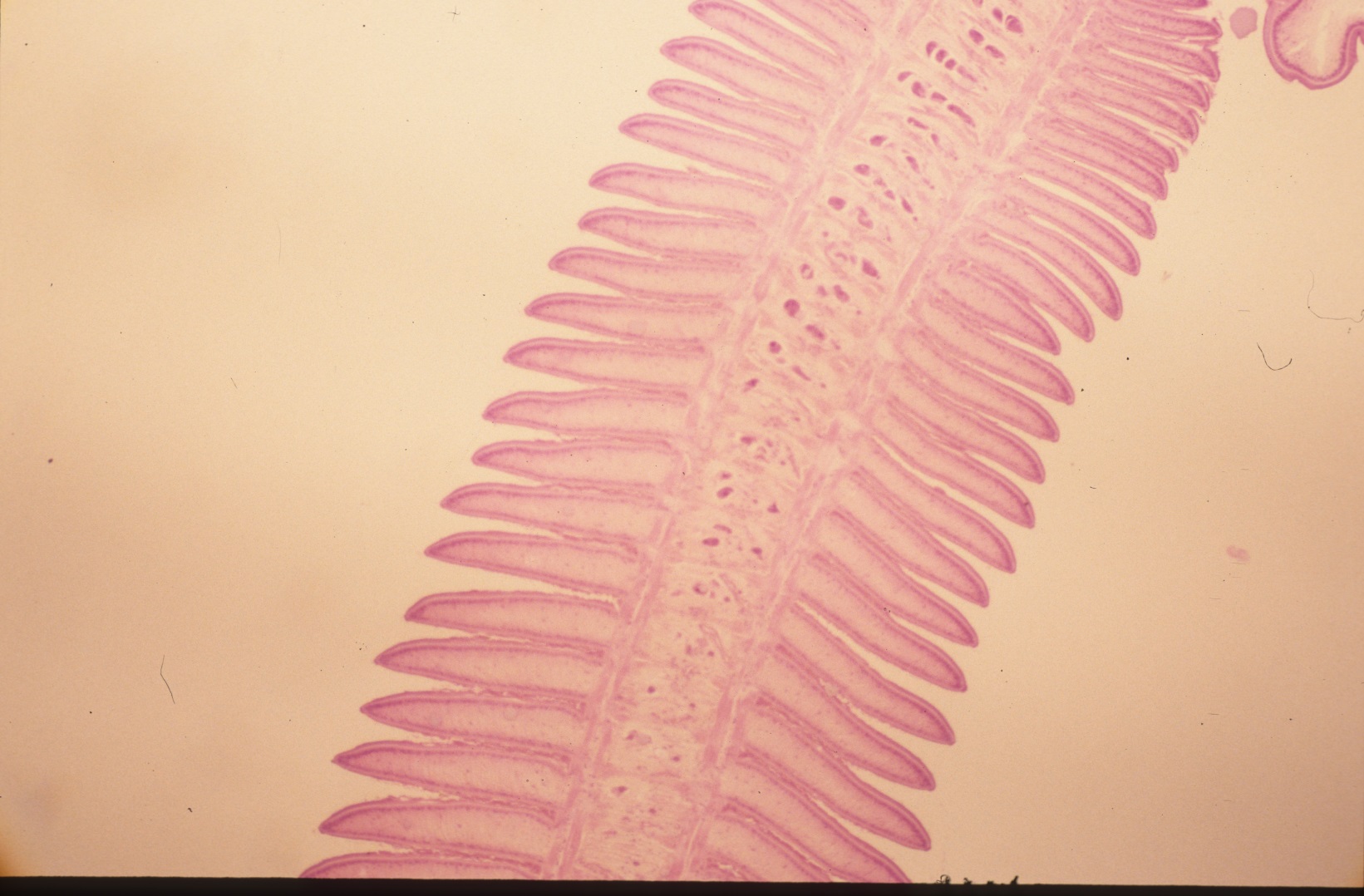 evpc-affiliates-evpc